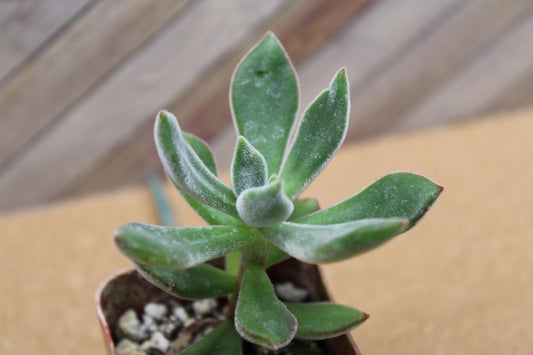 2 inch Echeveria harmsii ‘Ruby Slipper’