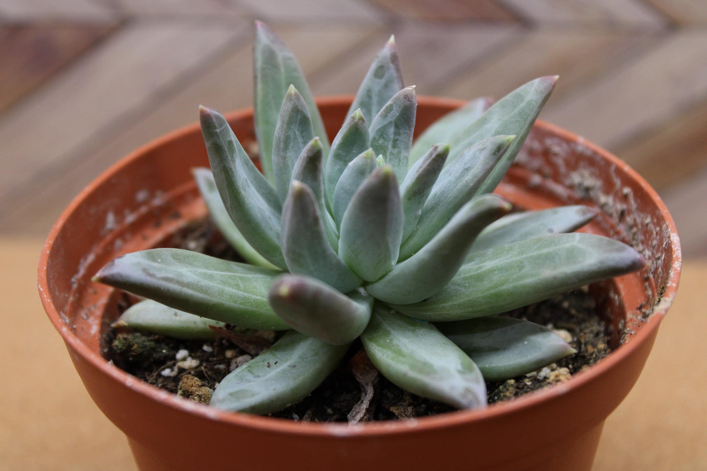 4 inch Pachyveria glauca ‘Little Jewel’
