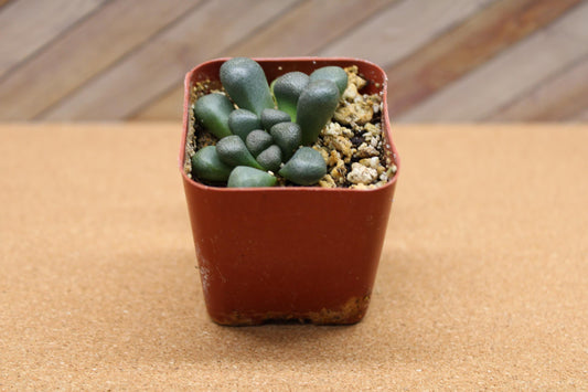 2 inch Aloinopsis schooneesii ‘Living Stone’