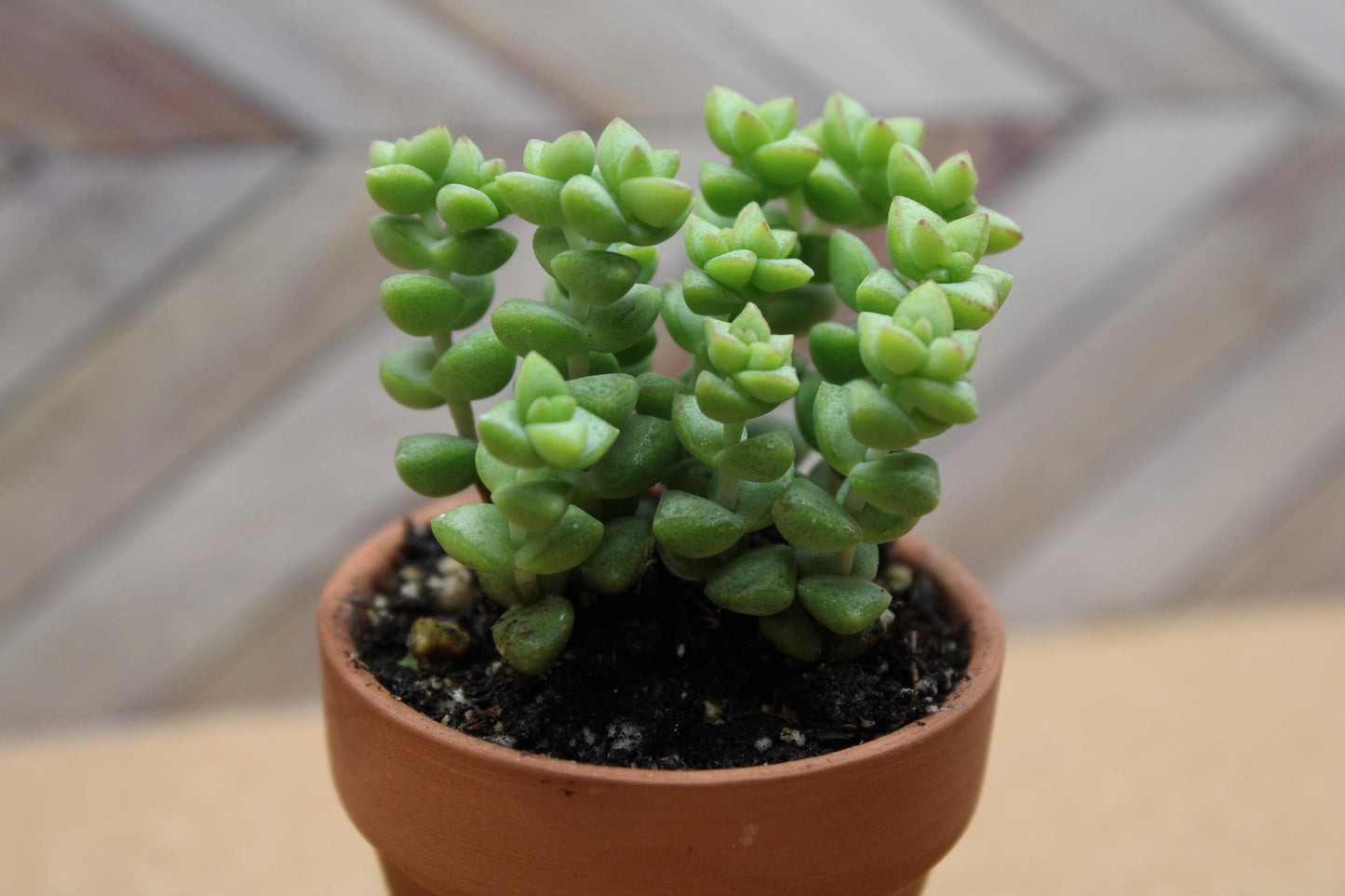 2 inch Crassula ‘Tom Thumb’