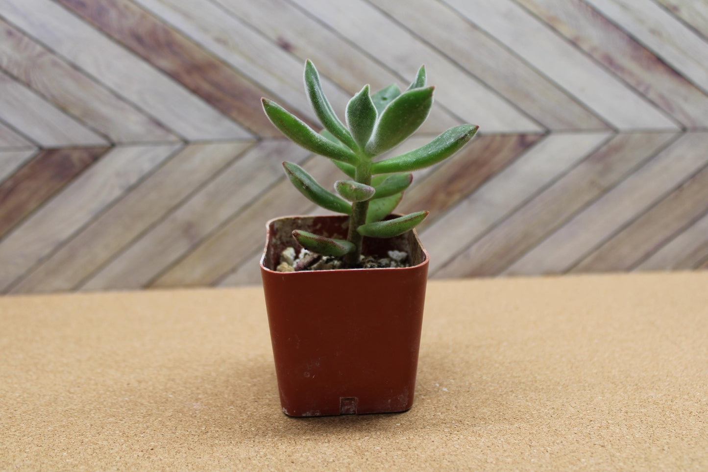2 inch Echeveria harmsii ‘Ruby Slipper’
