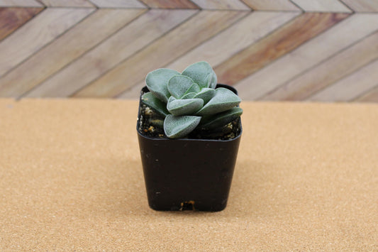 2 inch Crassula ‘Silver Springtime’