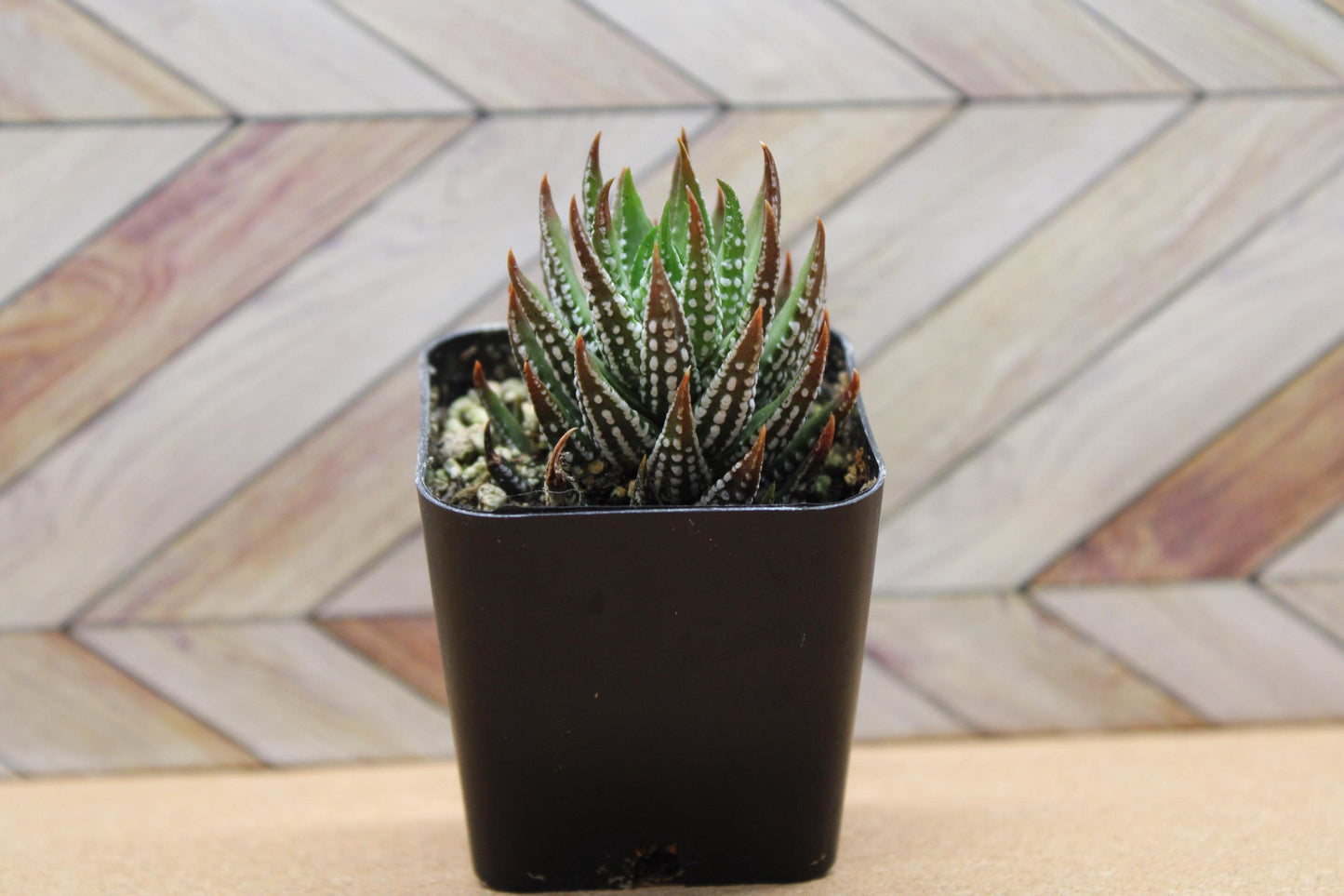 2 inch Haworthia reinwardtii f. kaffirdriftensis