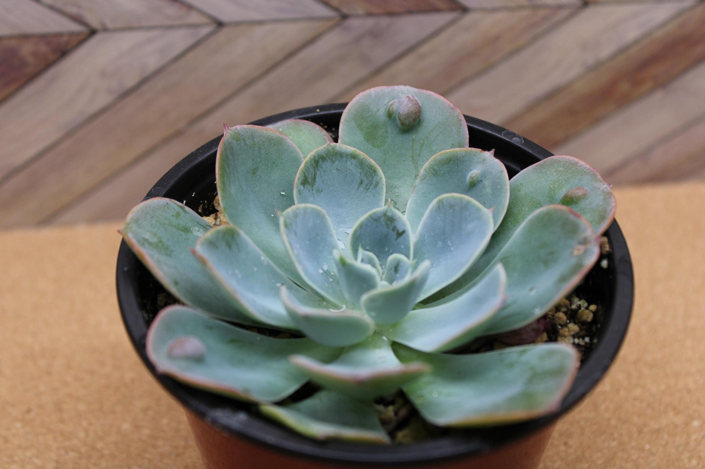 4 inch Echeveria 'raindrop'