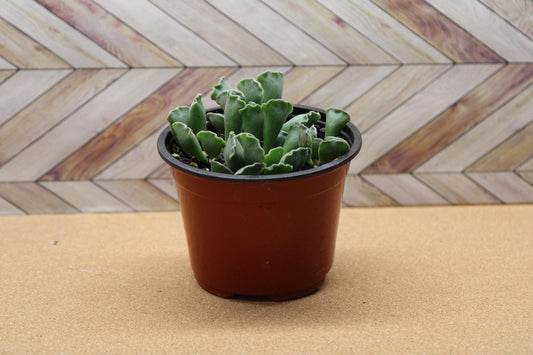 4 inch Crinkle Leaf Plant aka Key Lime Pie