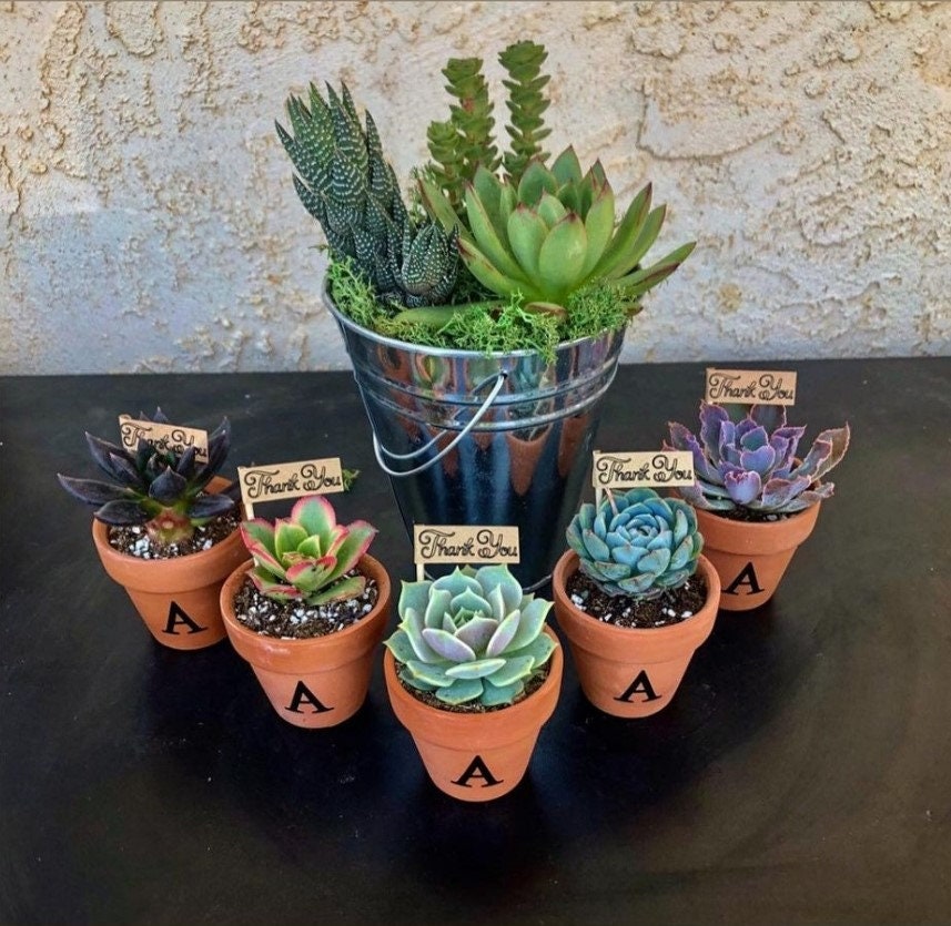 2 inch crassula 'springtime'