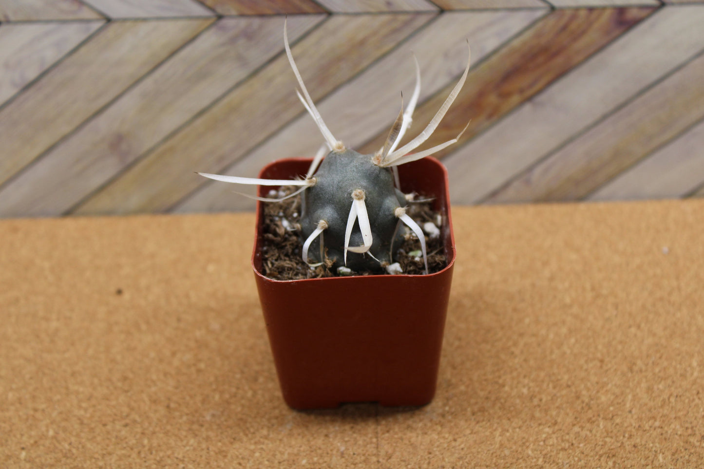 2 inch potted Paper Spine Cactus 'Tephrocactus'