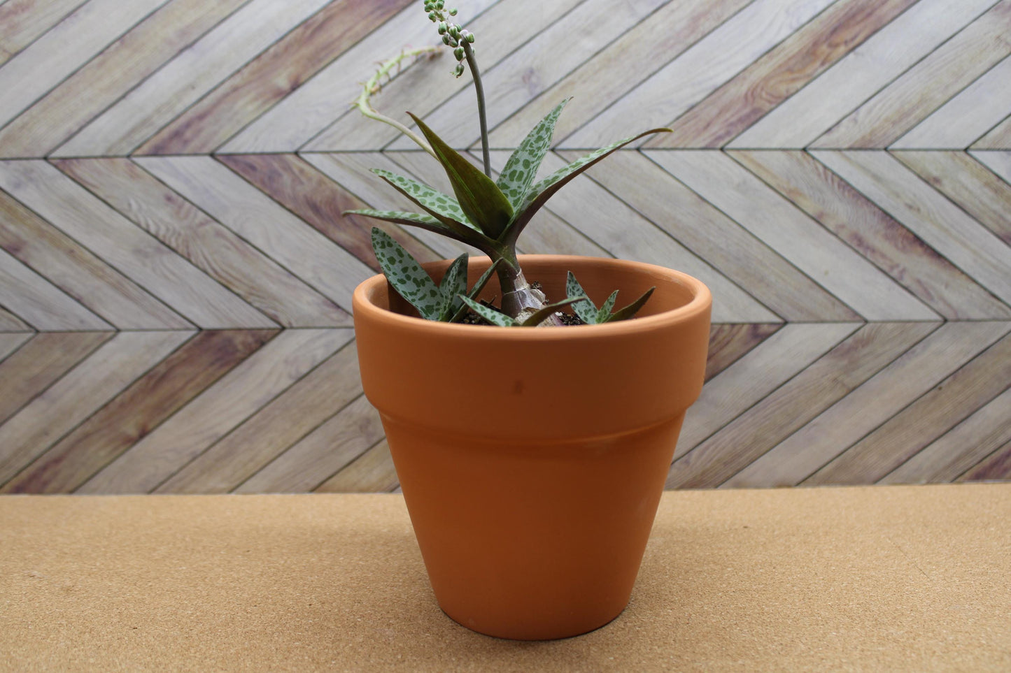 4 inch Ledebouria socialis 'Silver Squill'  'Leopard Lily'