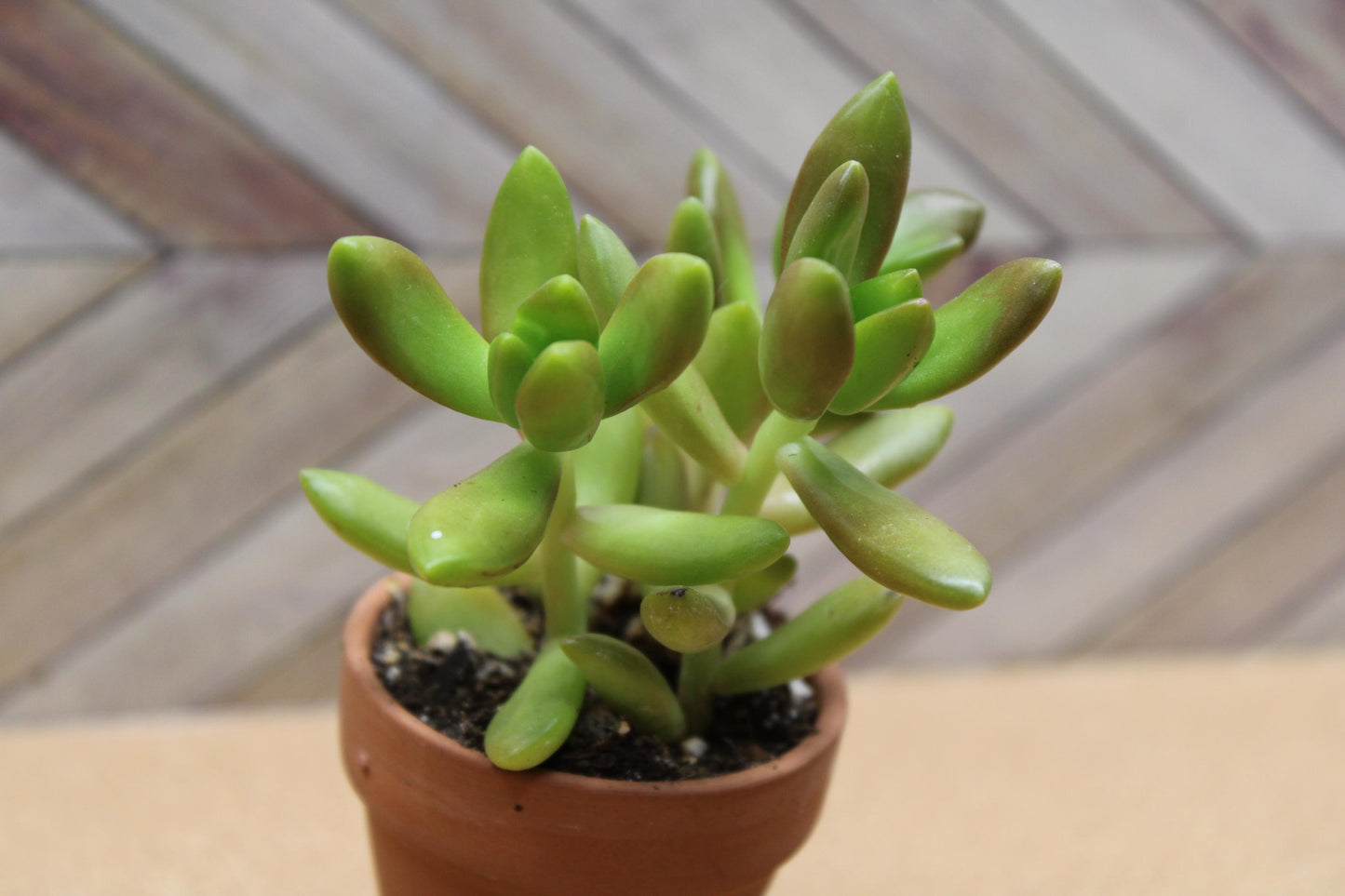 2 inch Sedum adolphi  'Golden Sedum'
