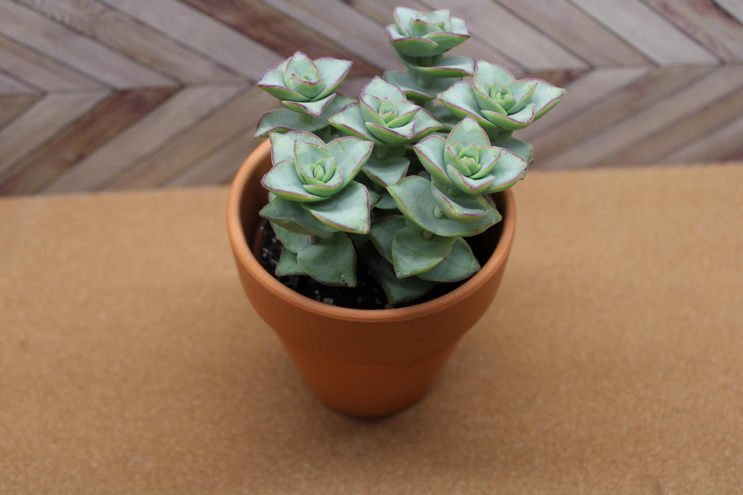 4 inch Crassula Perforata ‘String of Buttons’ 'Ivory towers'