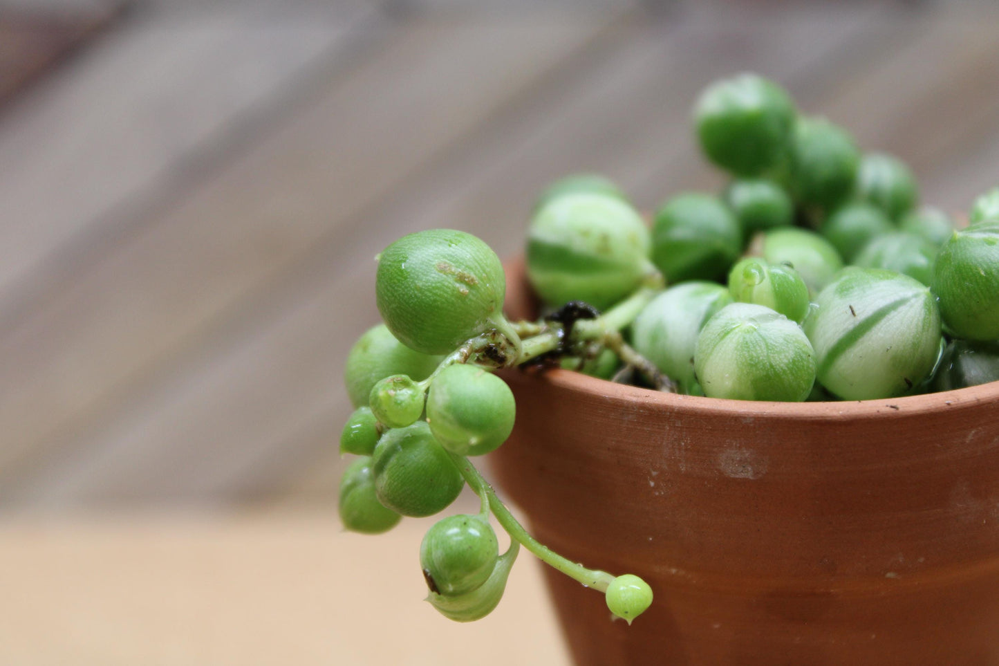 2 Inch Variegated String of Pearls