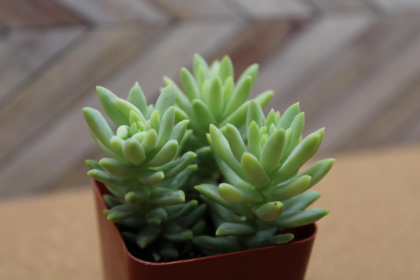 2 Inch Donkey Tail ‘Harry Butterfield’ – Sedum morganianum