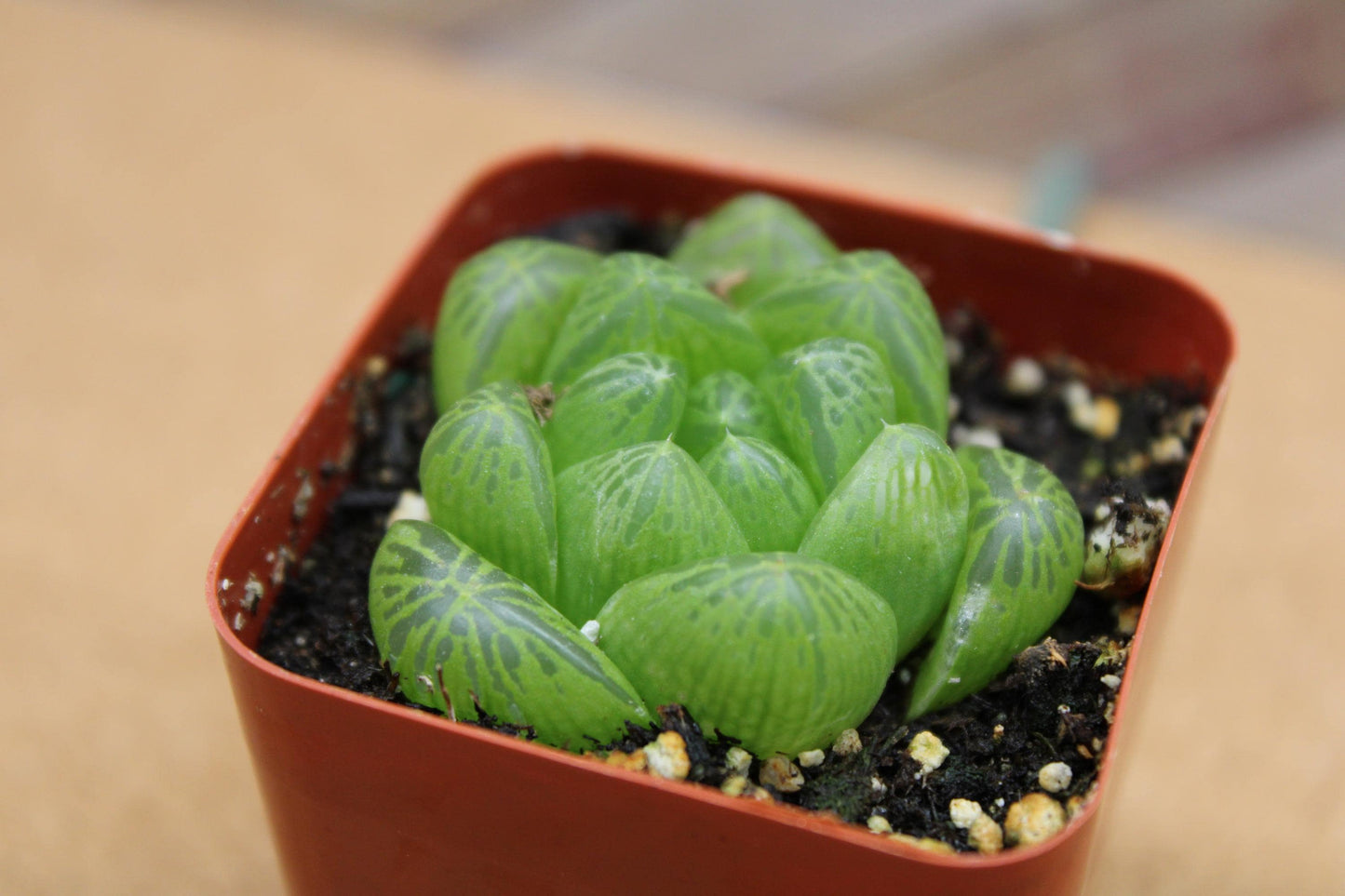 2 inch Haworthia cooperi