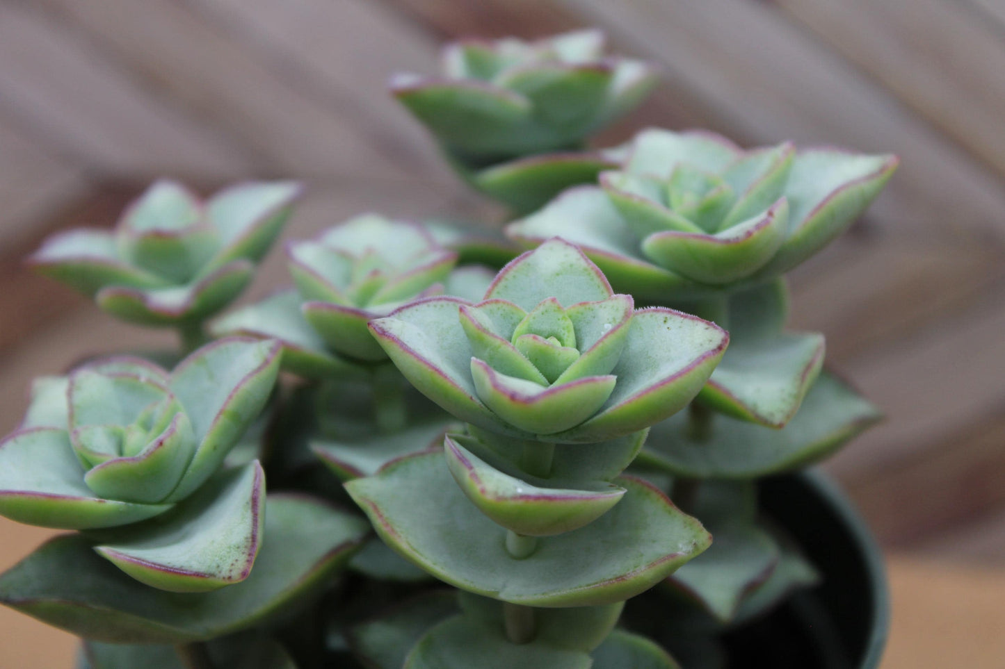 4 inch Crassula Perforata ‘String of Buttons’ 'Ivory towers'