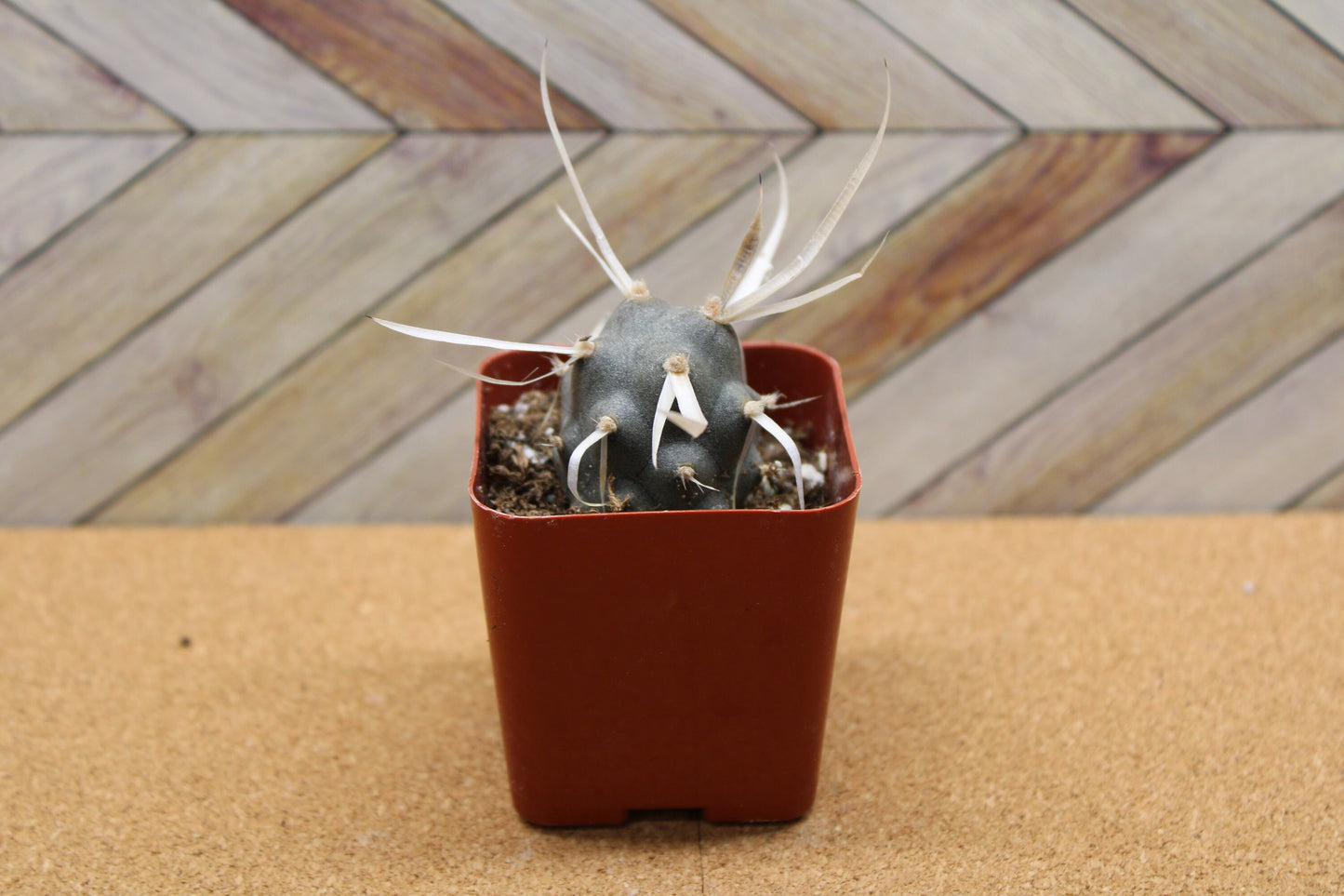2 inch potted Paper Spine Cactus 'Tephrocactus'