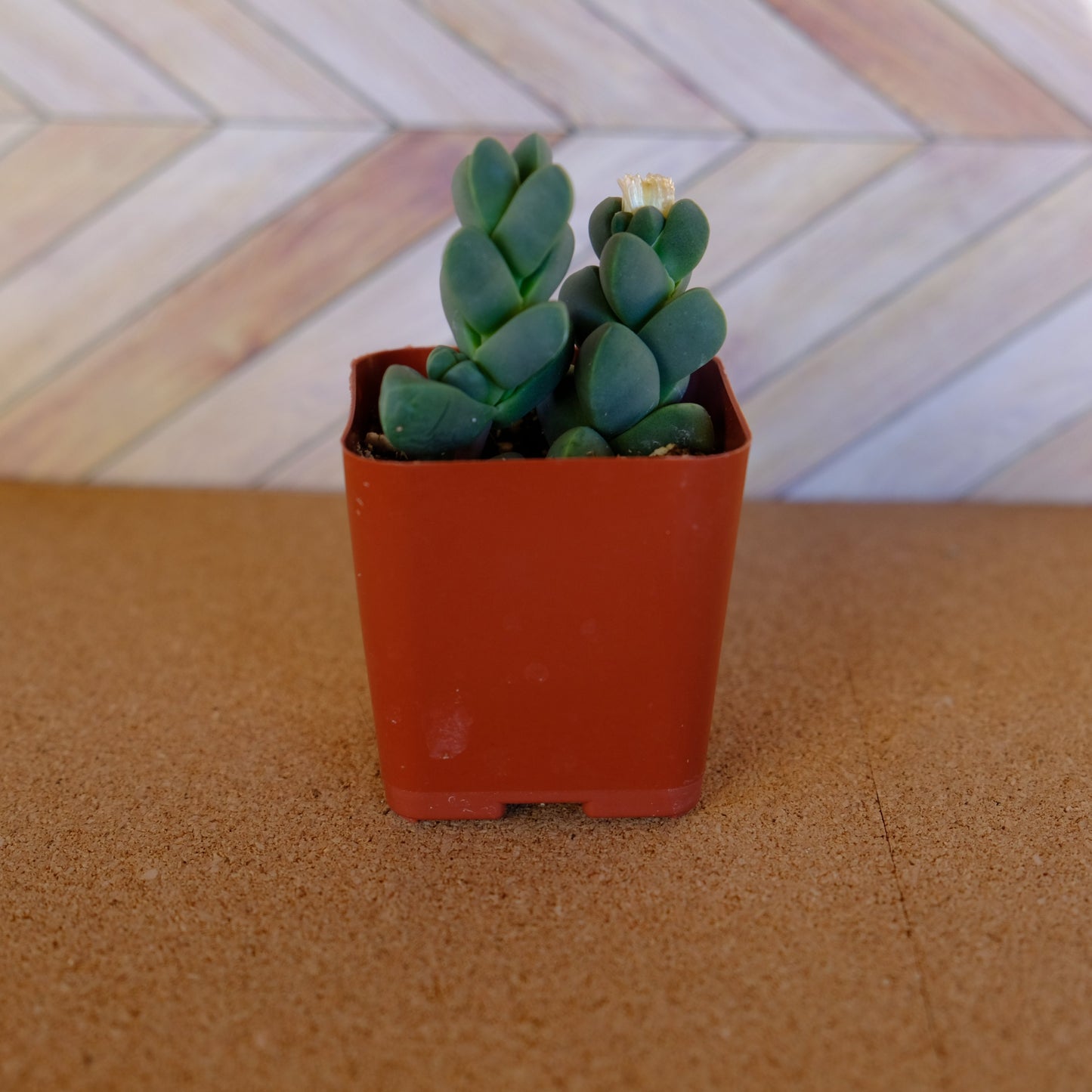 2 inch Ice Plant succulent 'Corpuscularia Lehmannii'