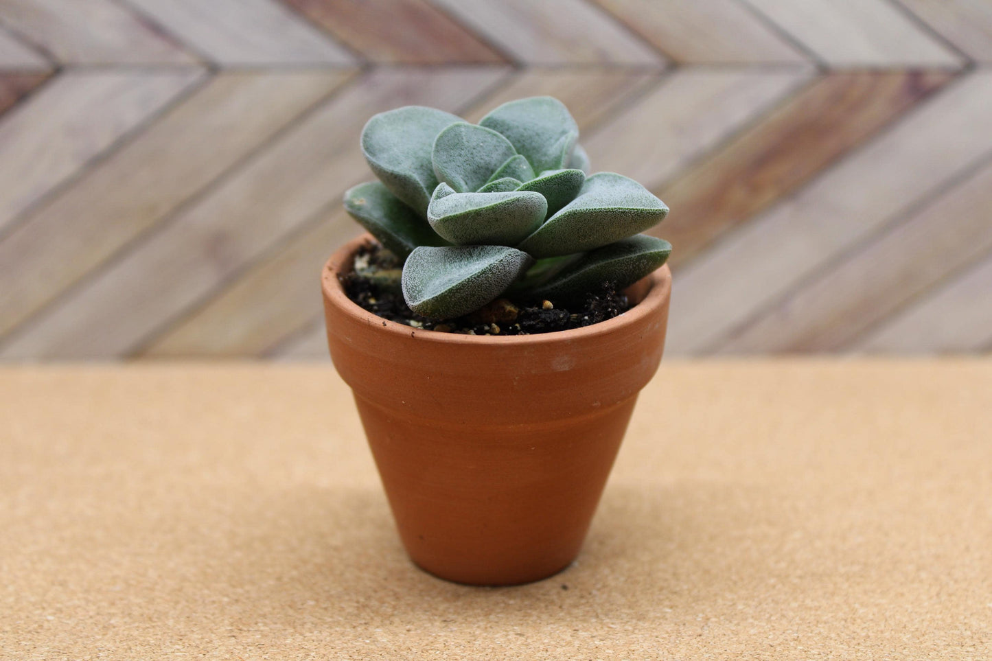 2 inch Crassula ‘Silver Springtime’