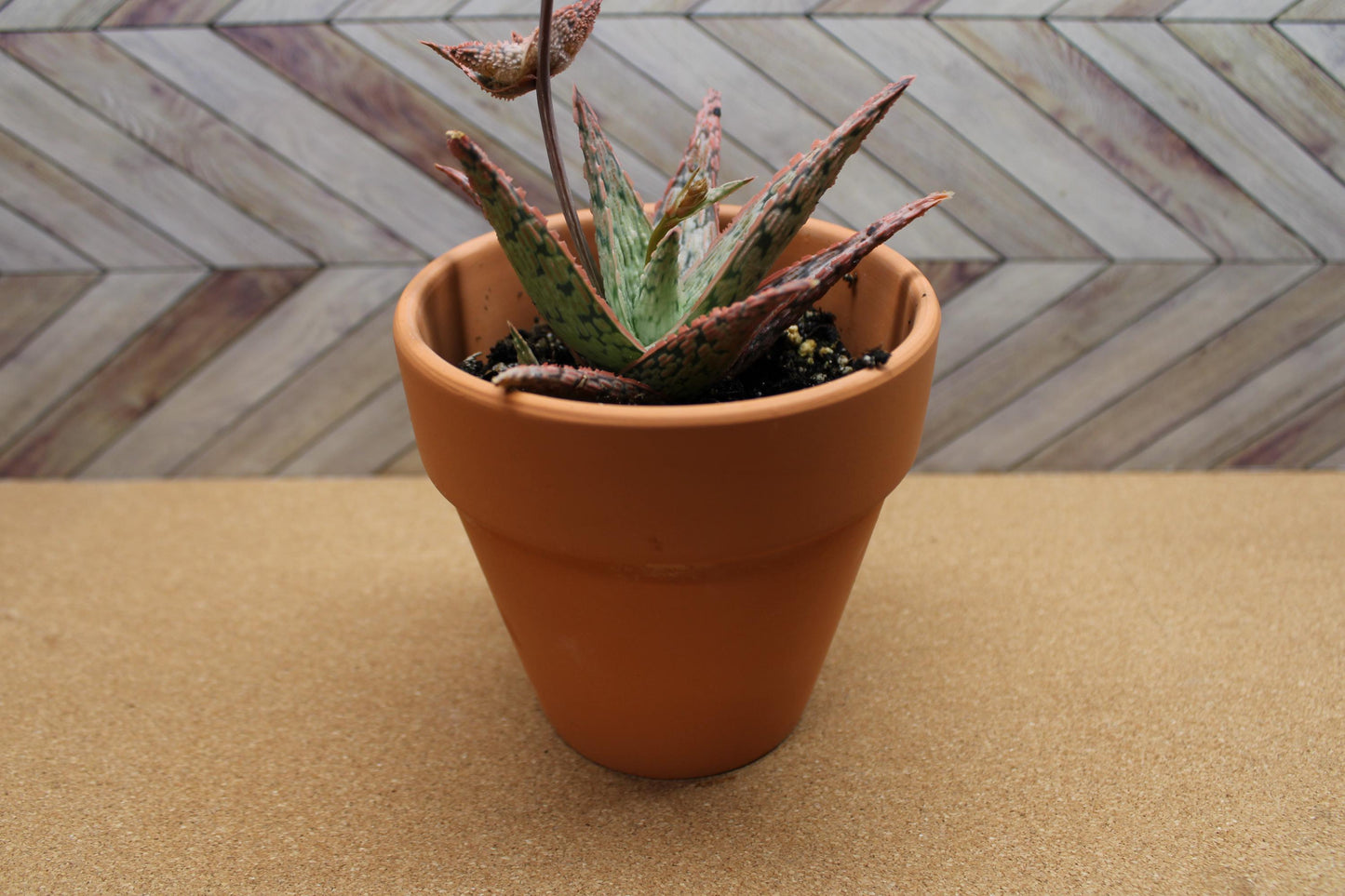 4 Inch Aloe ‘Pink Blush’