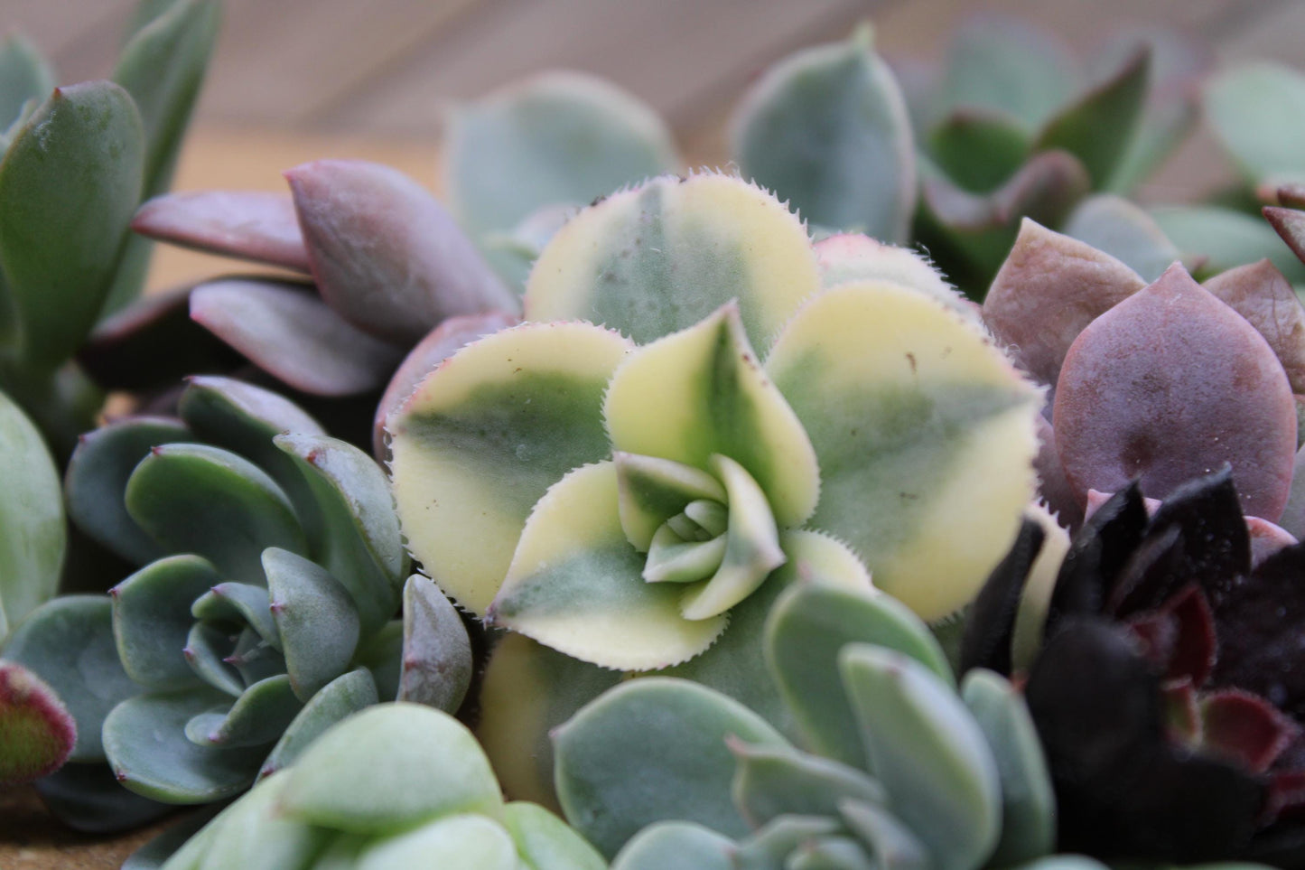 10 Assorted Rosette Succulent Cuttings – 20+ Mixed Varieties – Unrooted Small Succulent Cuttings for Crafting, Arrangements & Gardens