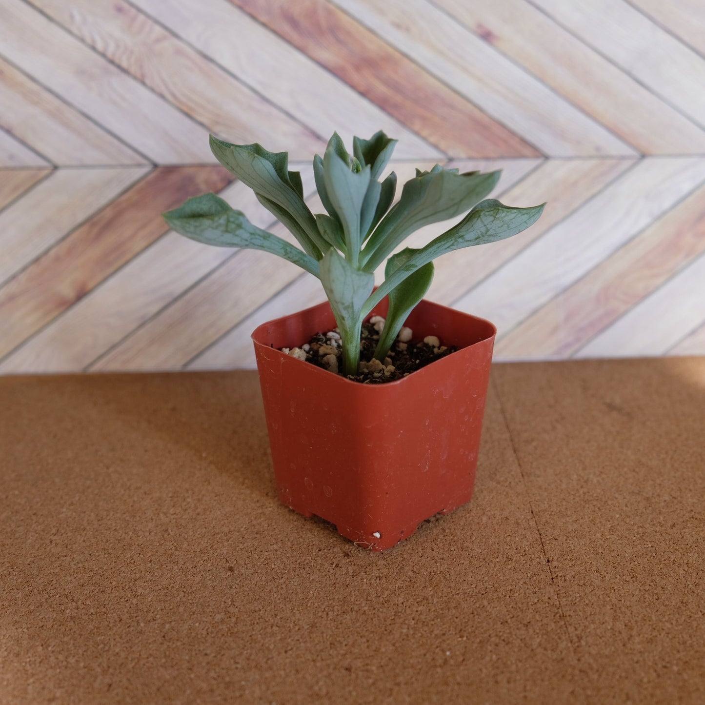 2 inch Senecio kleiniiformis 'Spear Head Succulent'
