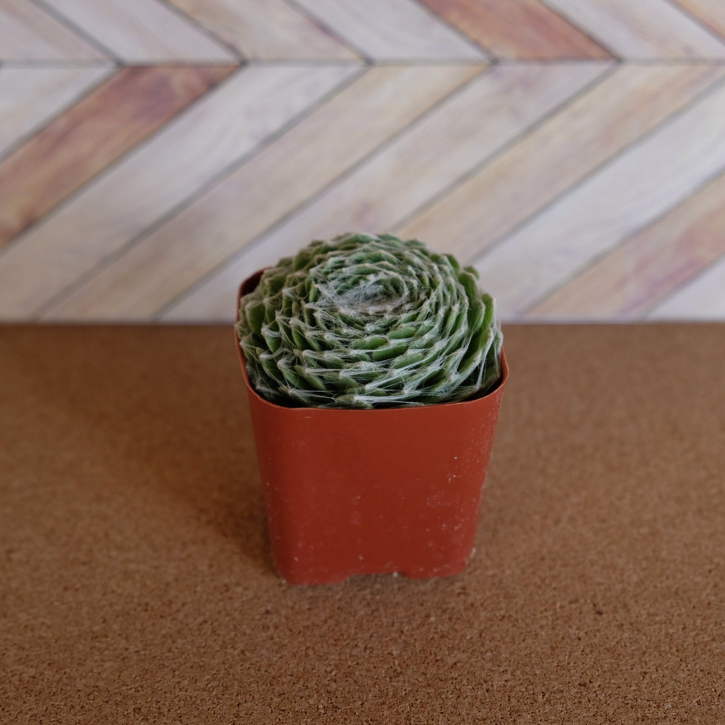 Randomly assorted bulk packs of 2 inch succulents potted and rooted for diy projects, party favor, fairy gardens and more