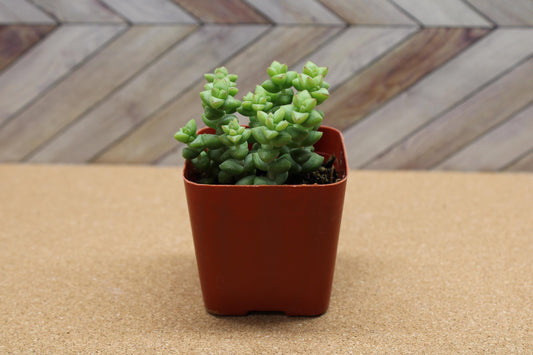2 inch Crassula ‘Tom Thumb’