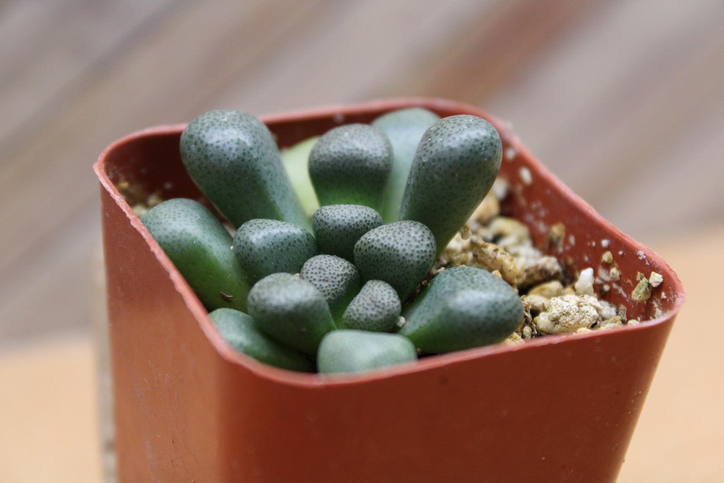 2 inch Aloinopsis schooneesii ‘Living Stone’