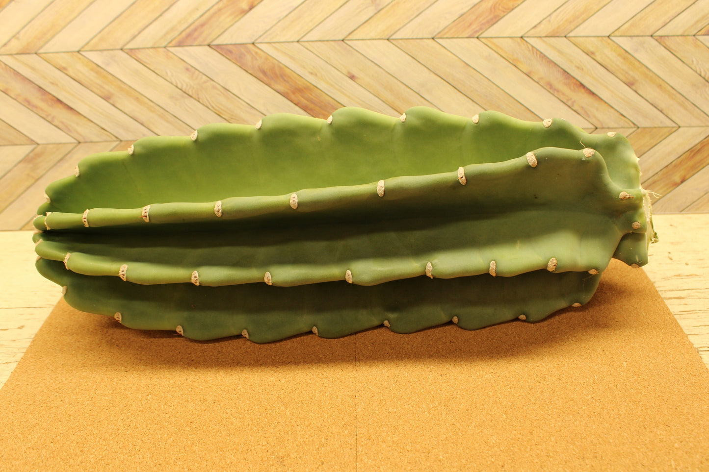 Peruvian Apple Cactus unrooted Cuttings