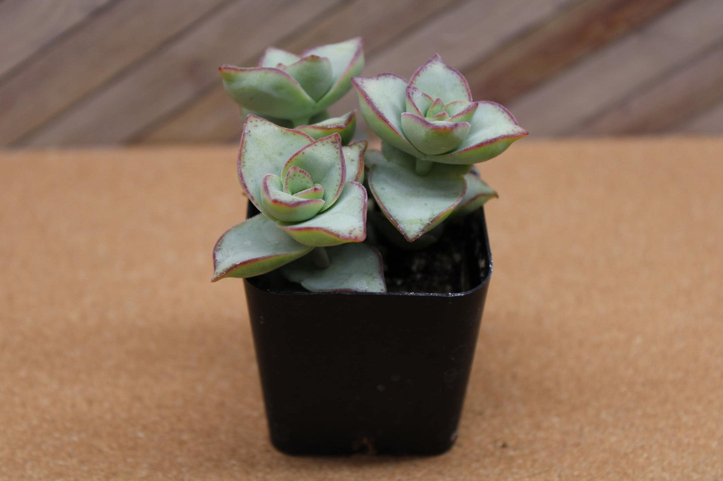 2 inch Crassula perforata ‘String of Buttons’ 'Ivory towers'