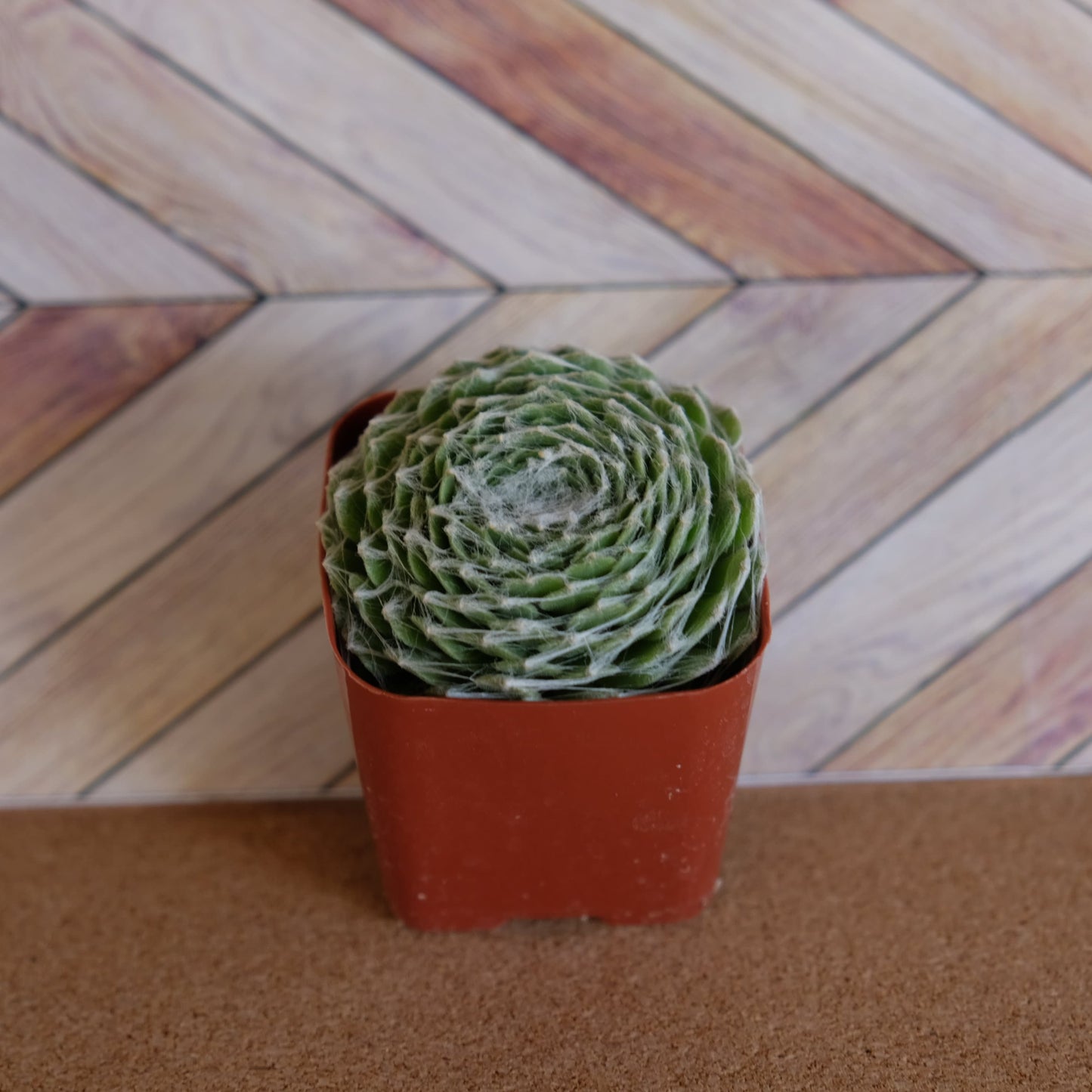 2 inch Sempervivum arachnoideum 'Cobweb'