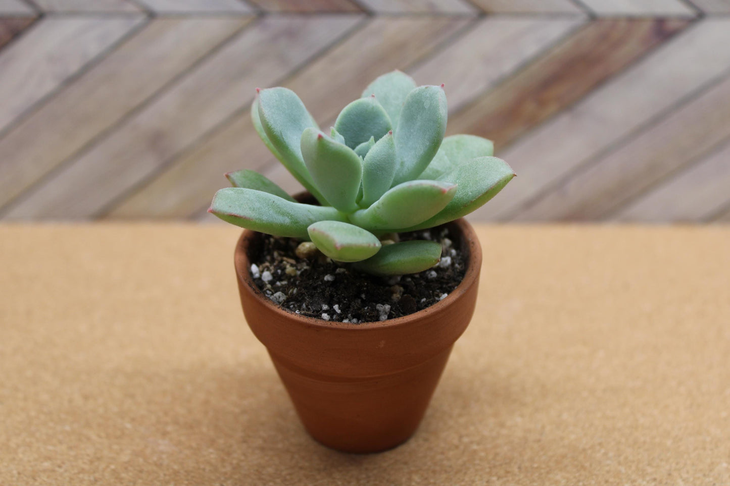 2 Inch Echeveria ‘Green Goddess’