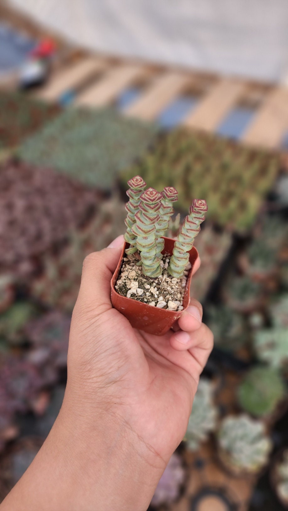 2 inch crassula marnieriana 'worm plant' 'baby jade necklace'