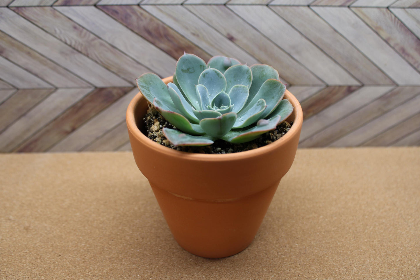 4 inch Echeveria 'raindrop'