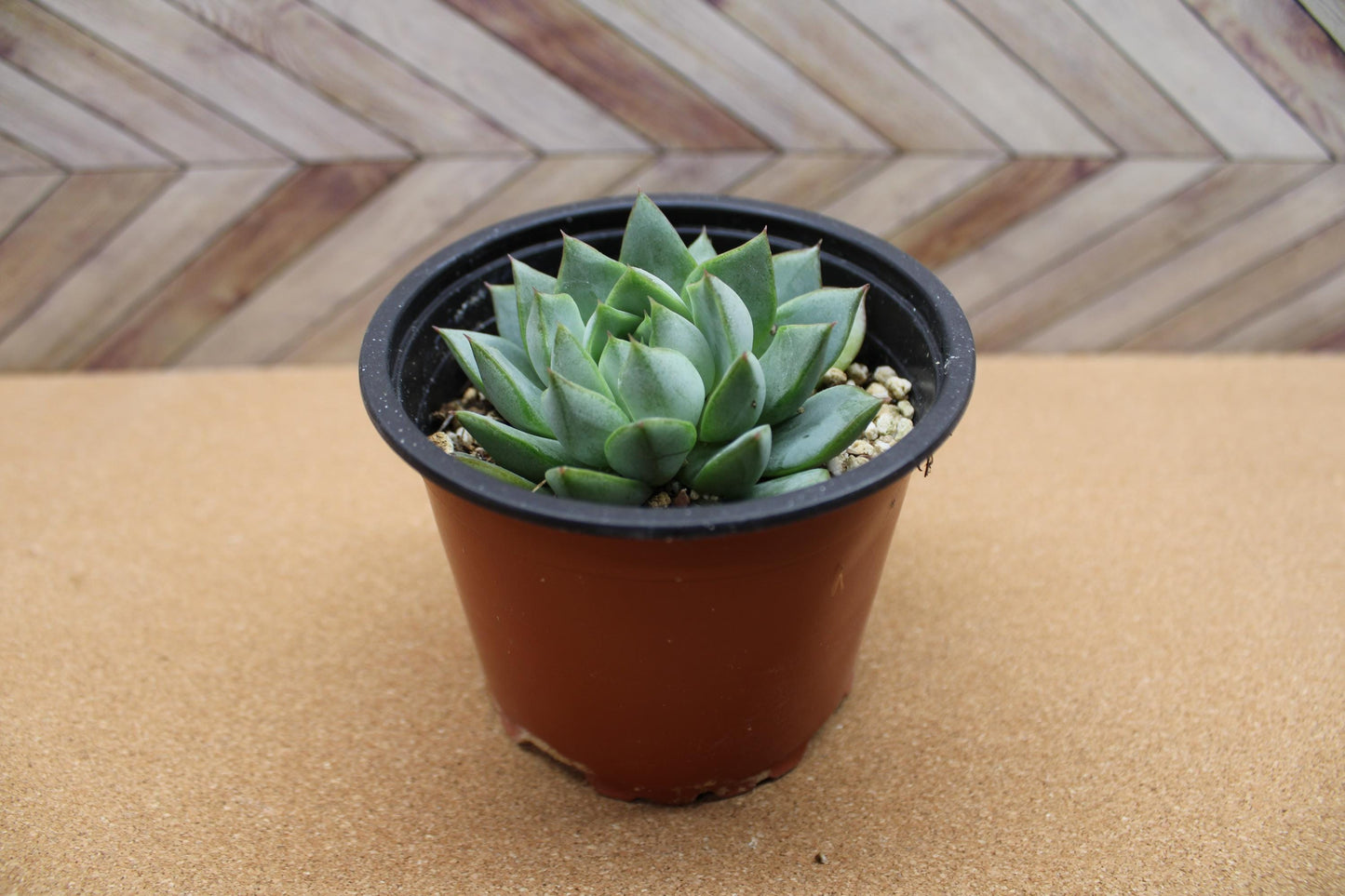 4 inch Echeveria purpusorum ‘Gliva’