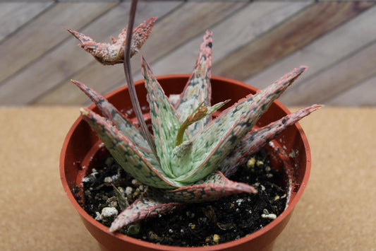 4 Inch Aloe ‘Pink Blush’