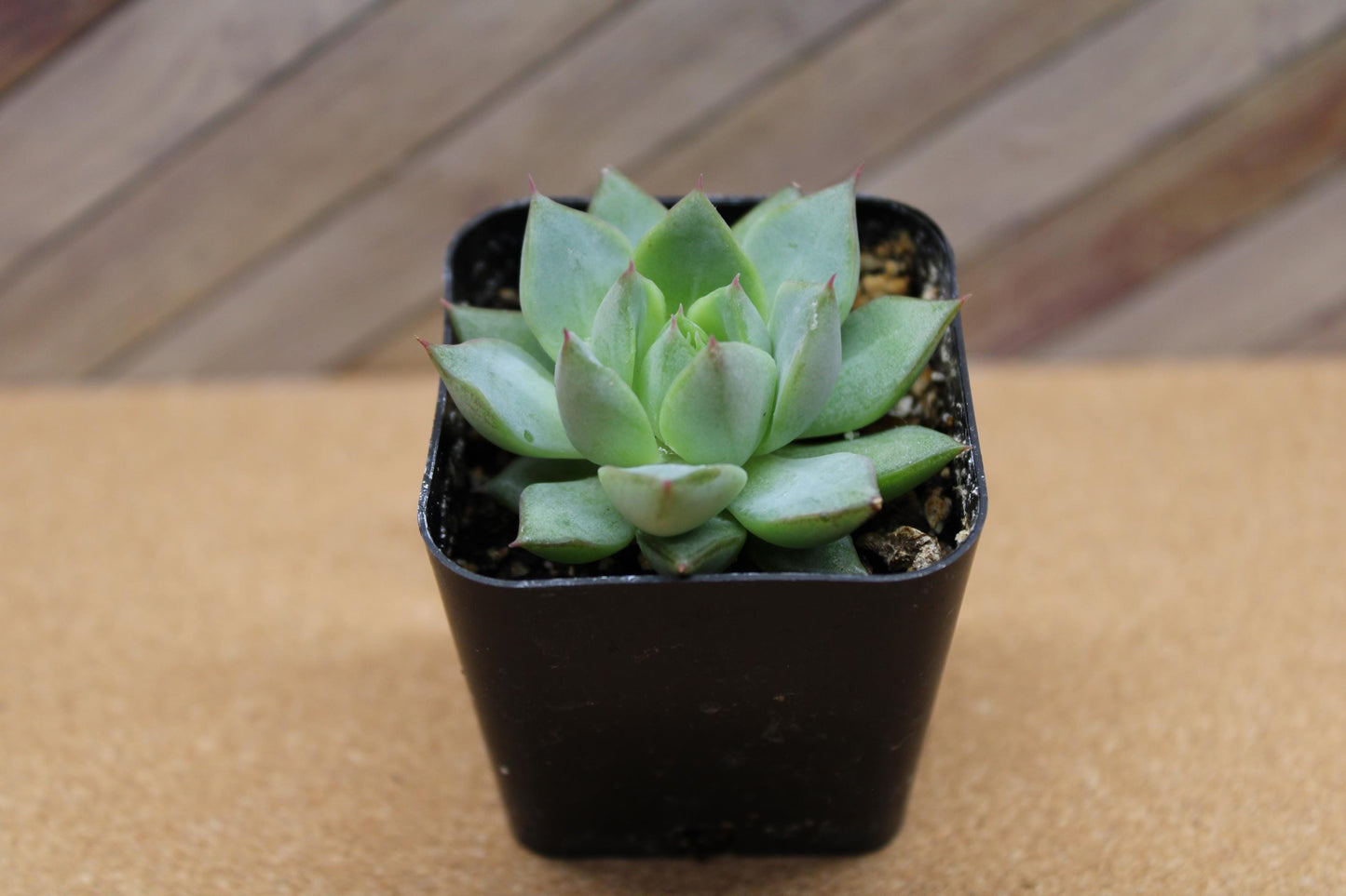 2 inch Echeveria purpusorum ‘Gliva’