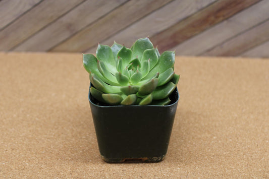 2 inch Graptoveria ‘Olivia’