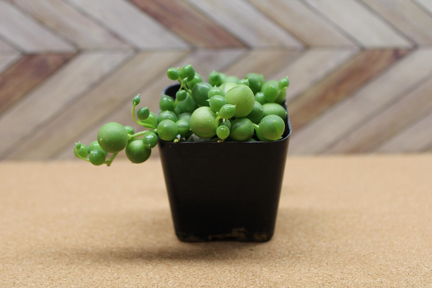 2 Inch String of Pearls