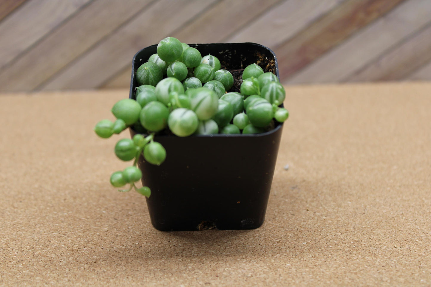 2 Inch Variegated String of Pearls