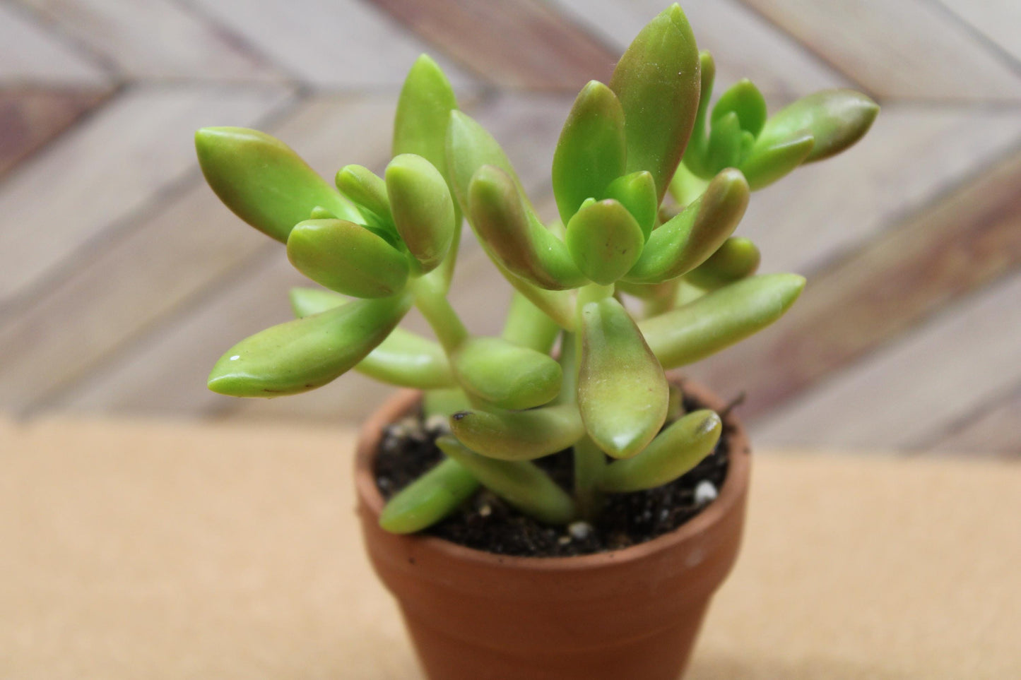 2 inch Sedum adolphi  'Golden Sedum'