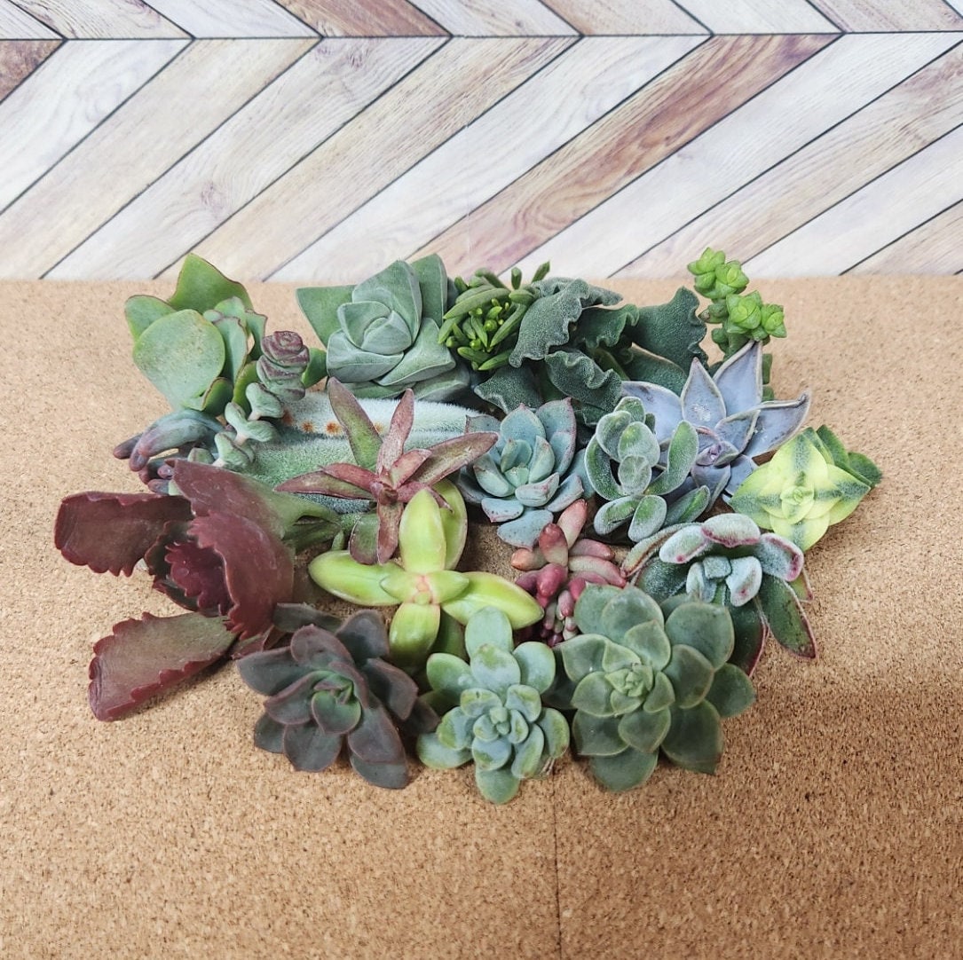 10/20/40/60/80/100 assorted succulent cuttings 40+ varieties possible, ready to plant for diy projects, party favor, fairy gardens