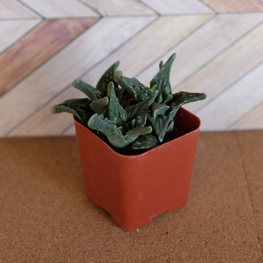 2 inch Faucaria tuberculosa 'pebbled tigers jaw'