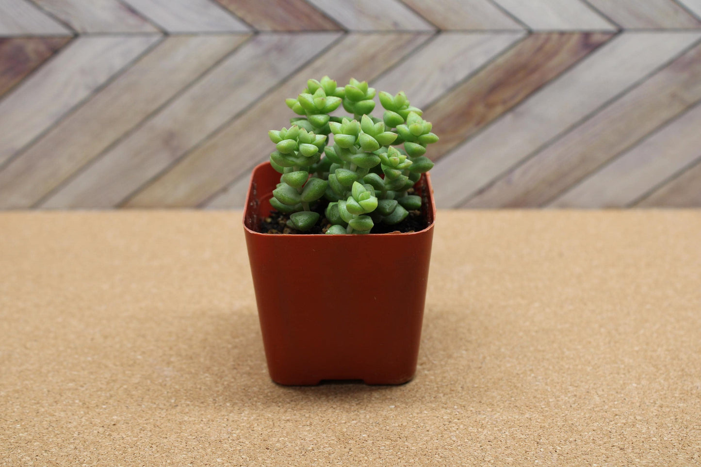 2 inch Crassula ‘Tom Thumb’