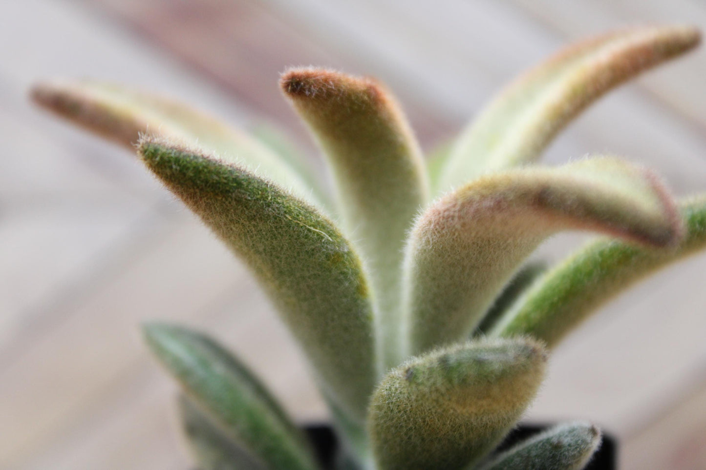 2 inch Kalanchoe tomentosa ‘Chocolate Soldier’