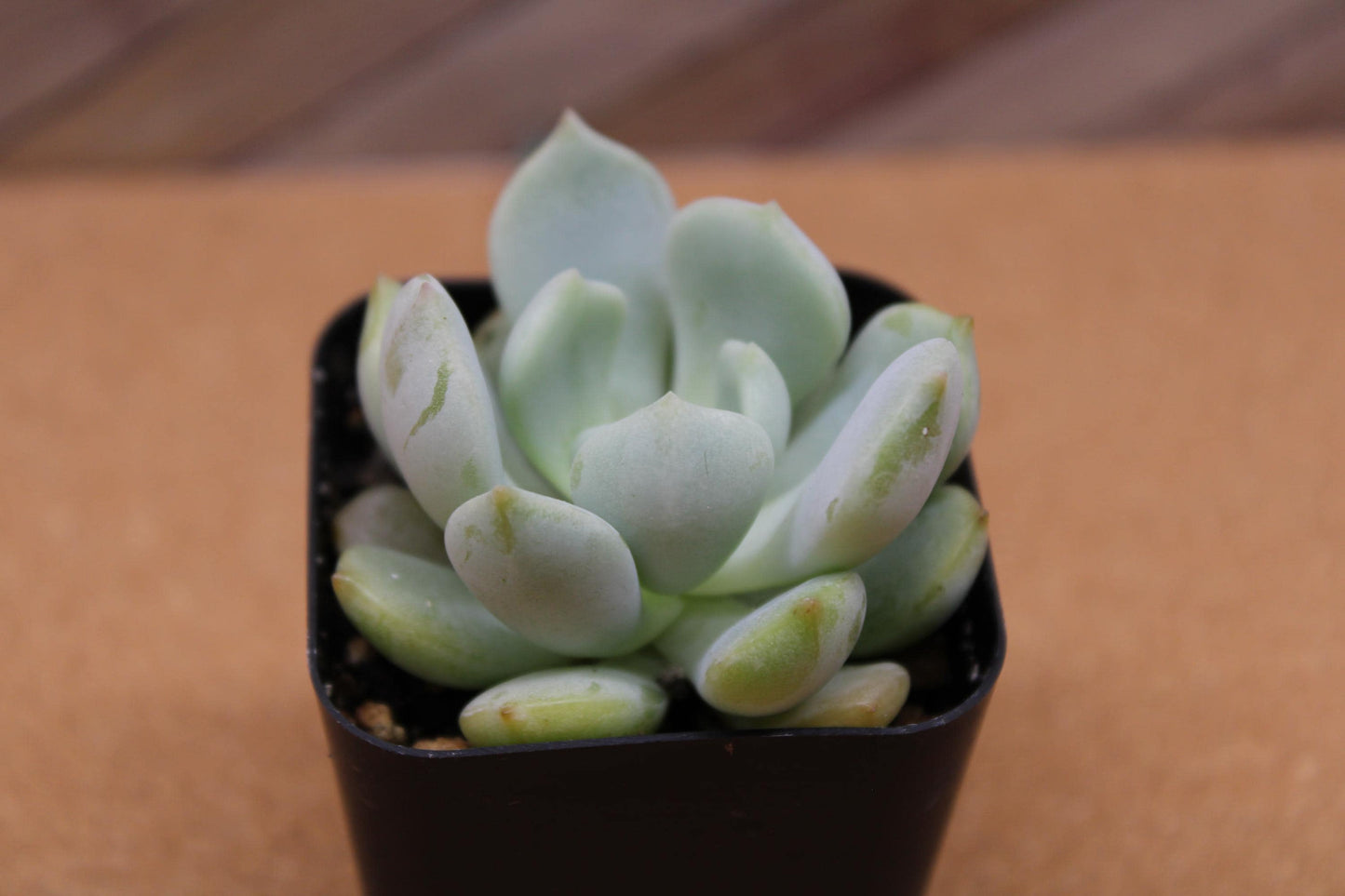 2 inch Echeveria ‘Moonglow’