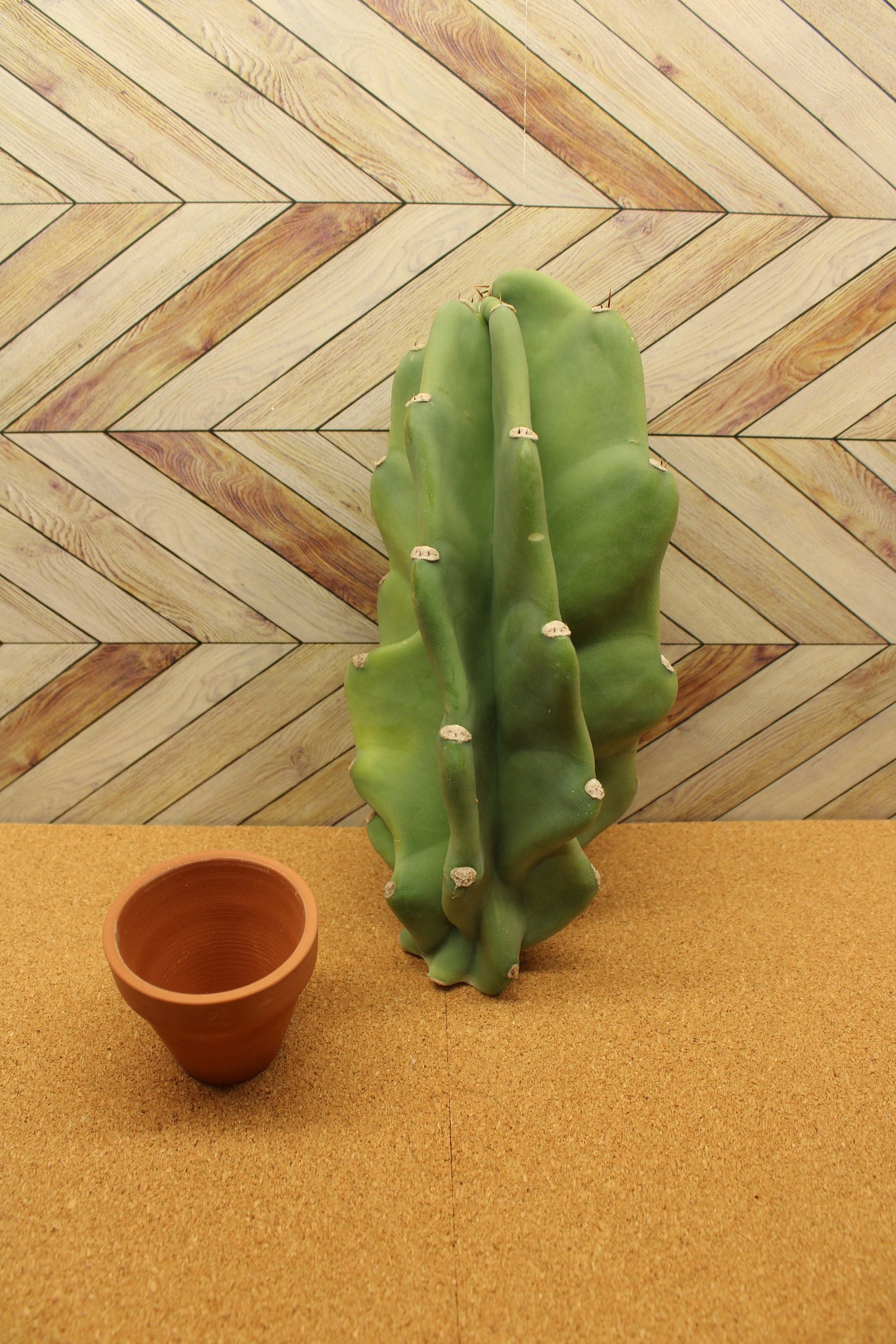 Peruvian Apple Cactus unrooted Cuttings
