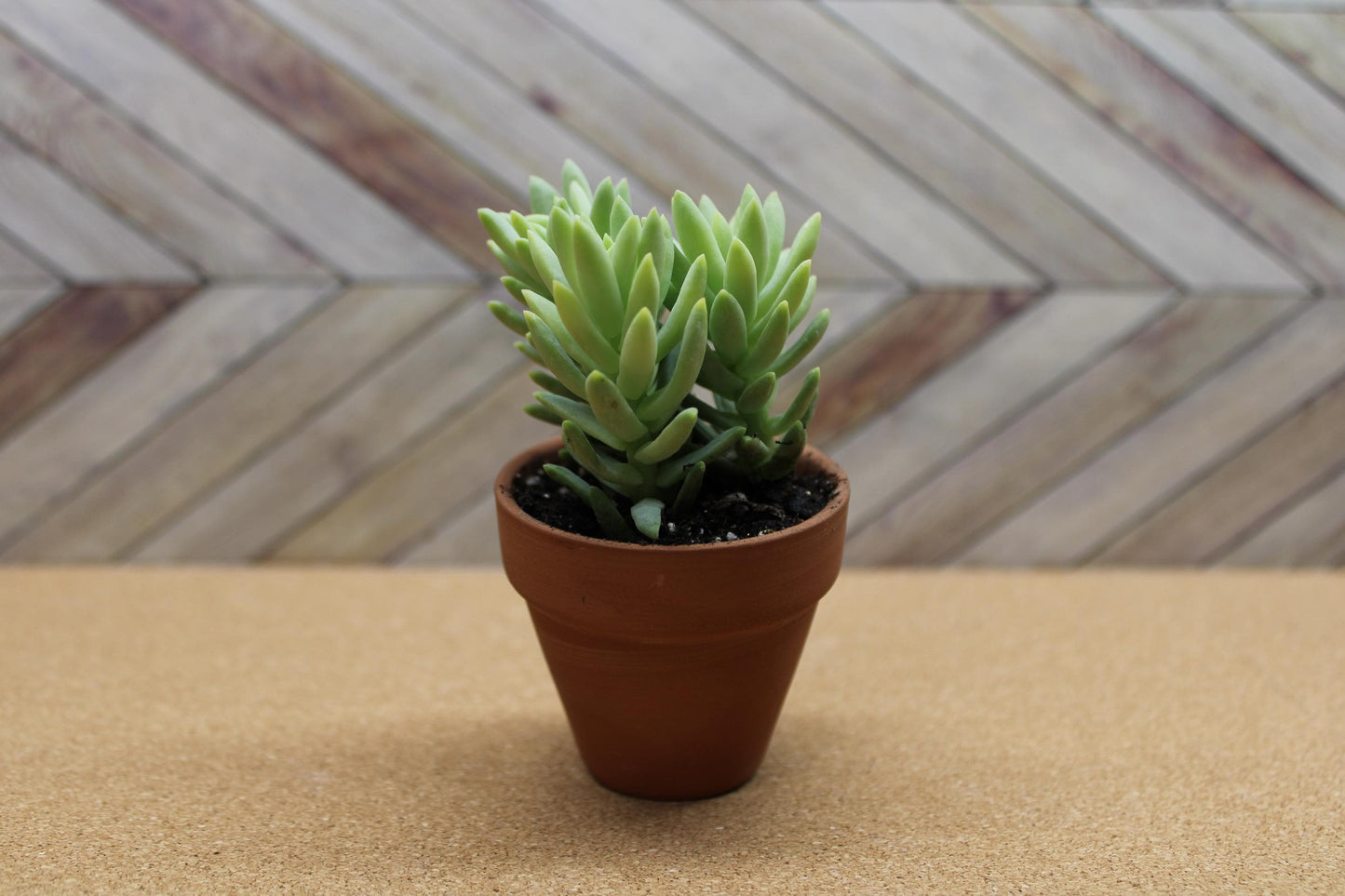 2 Inch Donkey Tail ‘Harry Butterfield’ – Sedum morganianum