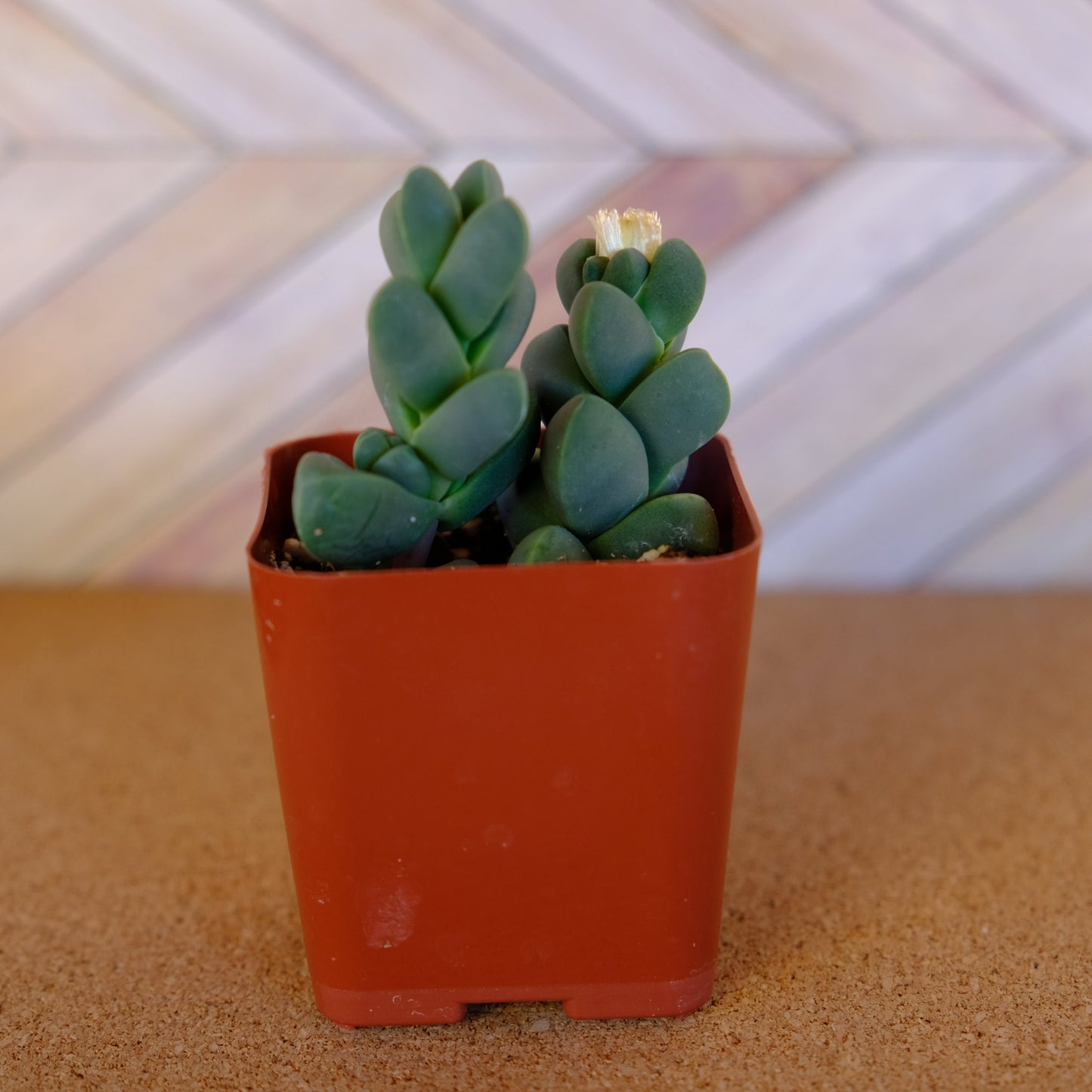 2 inch Ice Plant succulent 'Corpuscularia Lehmannii'
