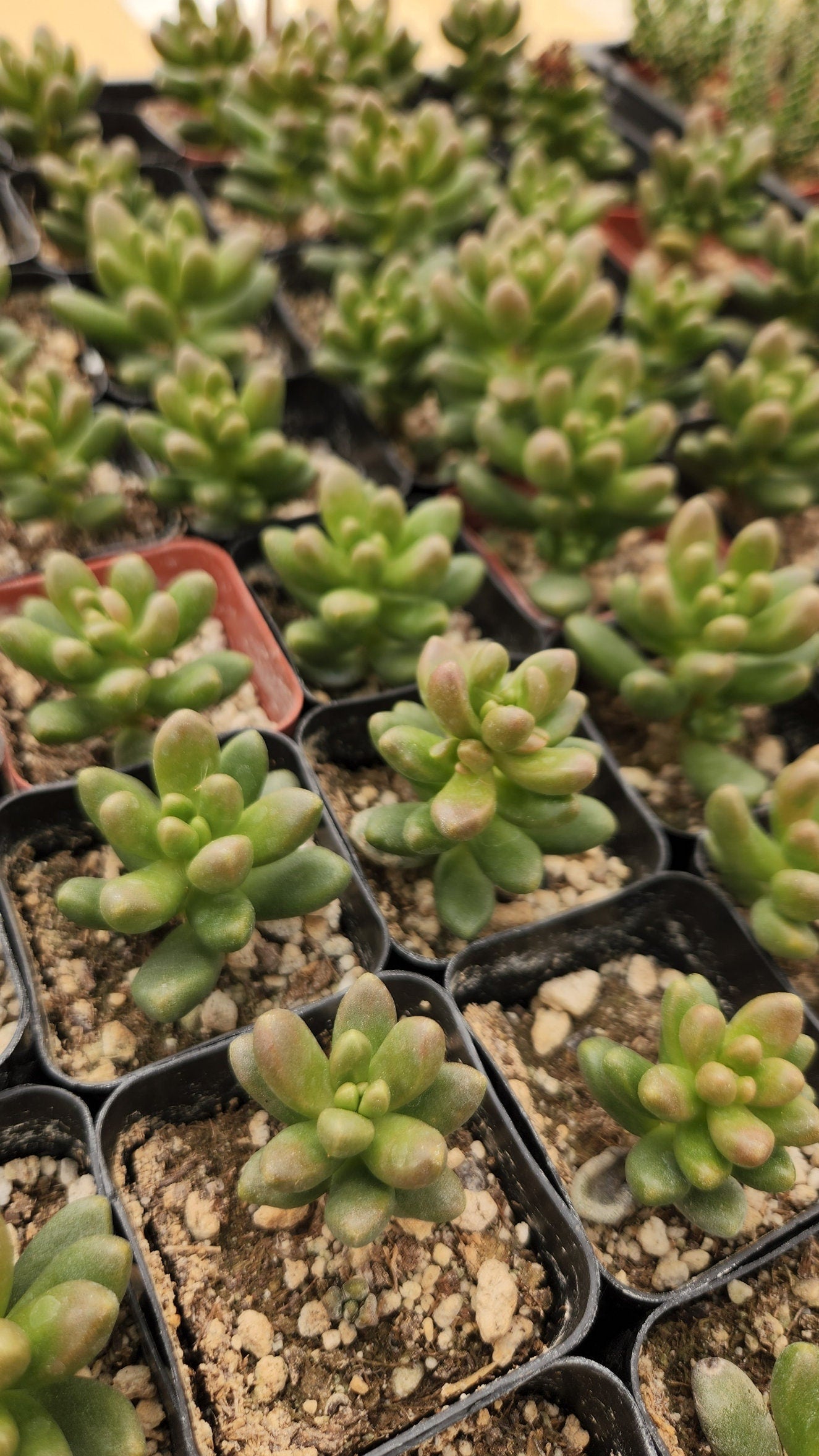 2 inch Cremnosedum ‘Crocodile’