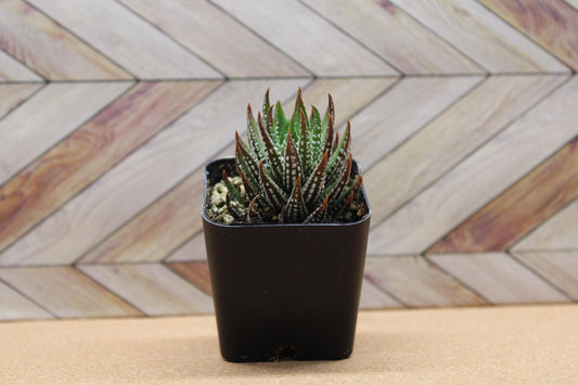 2 inch Haworthia reinwardtii f. kaffirdriftensis